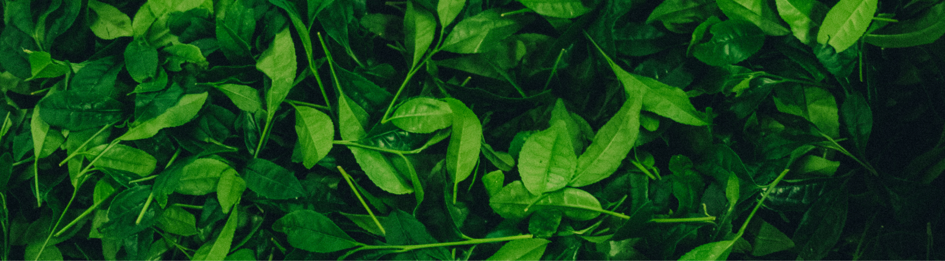 Freshly picked tea leaves