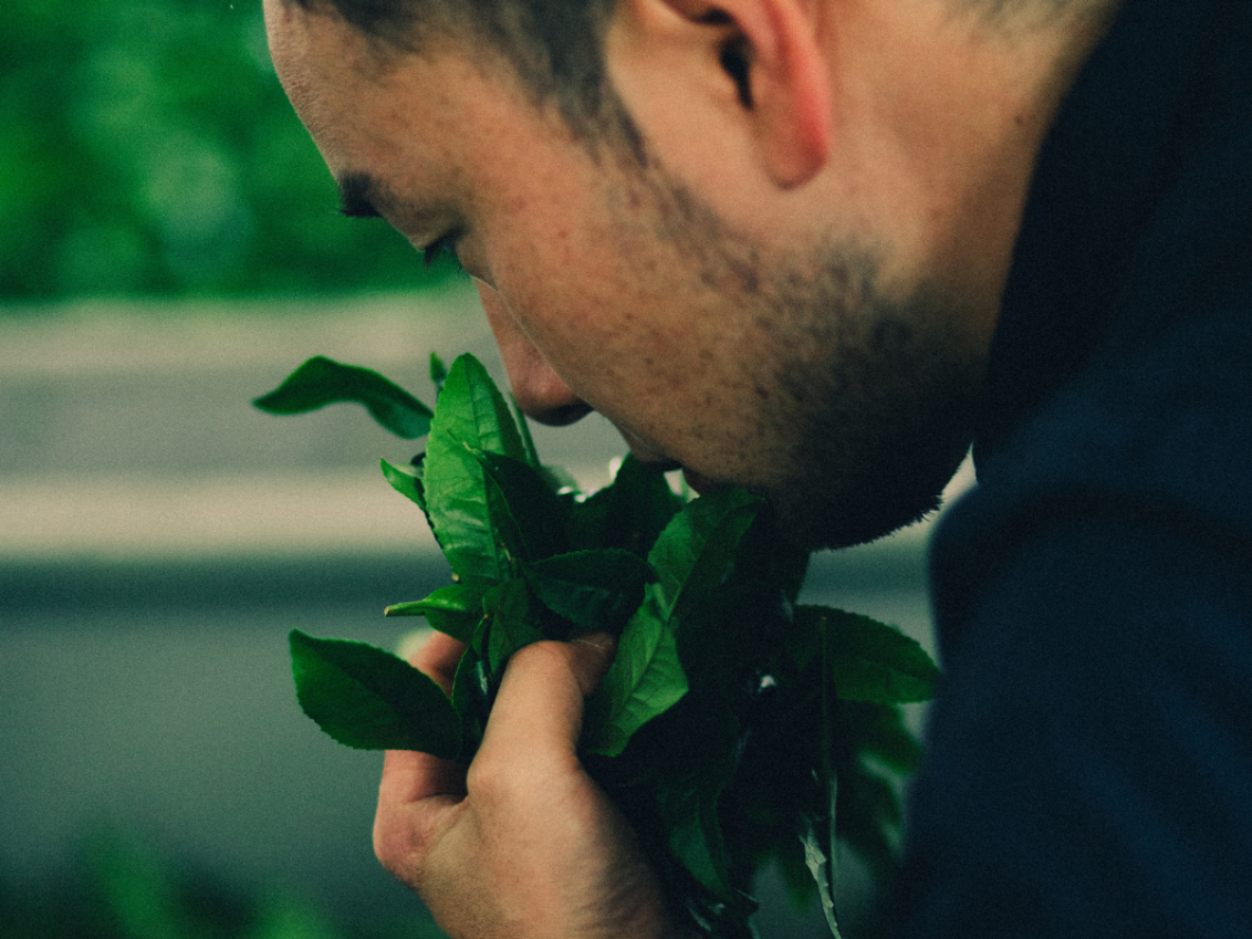 Man smelling freshly picked green tea leaves in his hands
