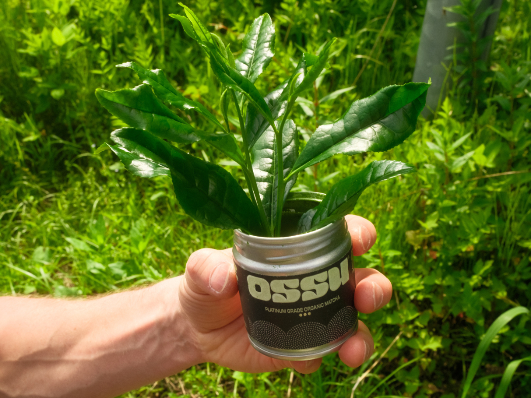 Hand holding an OSSU matcha tin filled with fresh green tea leaves outdoors in bright sunlight