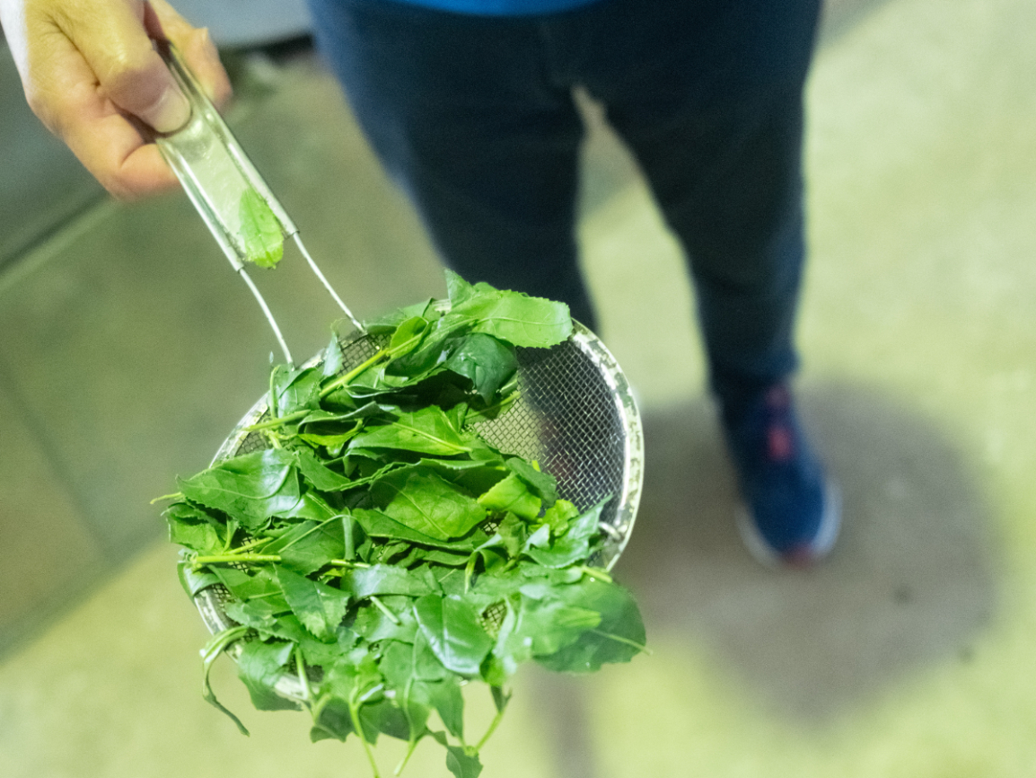 Fresh green tea leaves held in a metal sieve