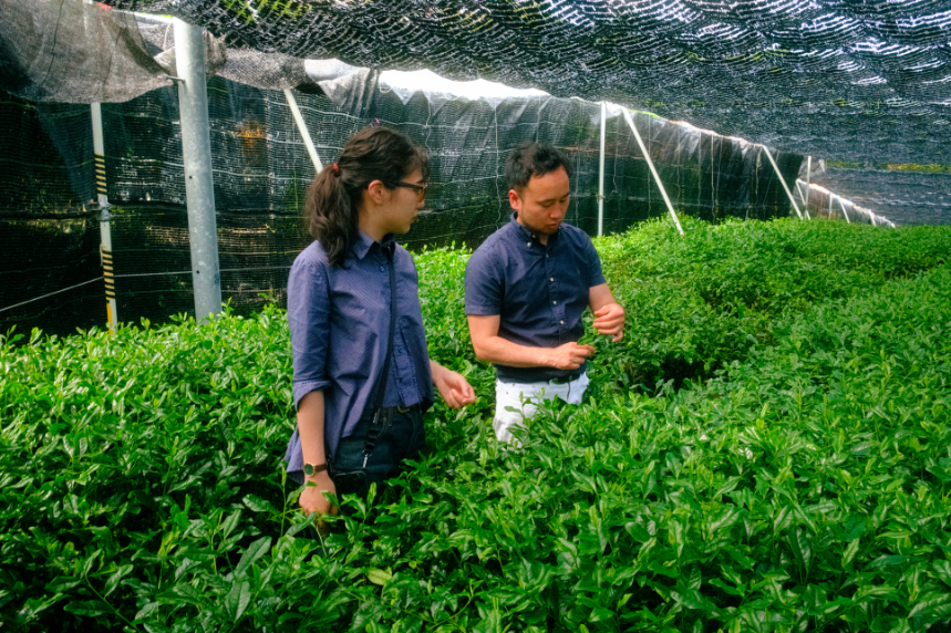 Two people examining fresh tea leaves while standing in a shaded tea field