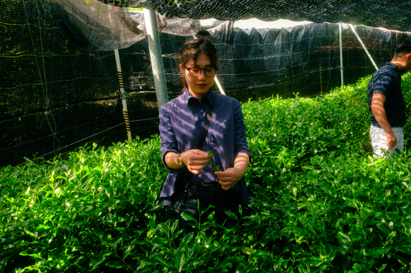 Woman harvesting fresh tea leaves in a shaded Japanese tea field