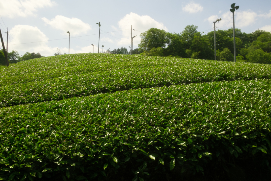 Rolling green tea fields under a bright sky in rural Japan