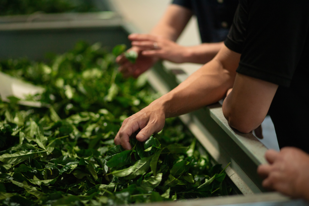 Hands inspecting freshly harvested tea leaves spread out for processing