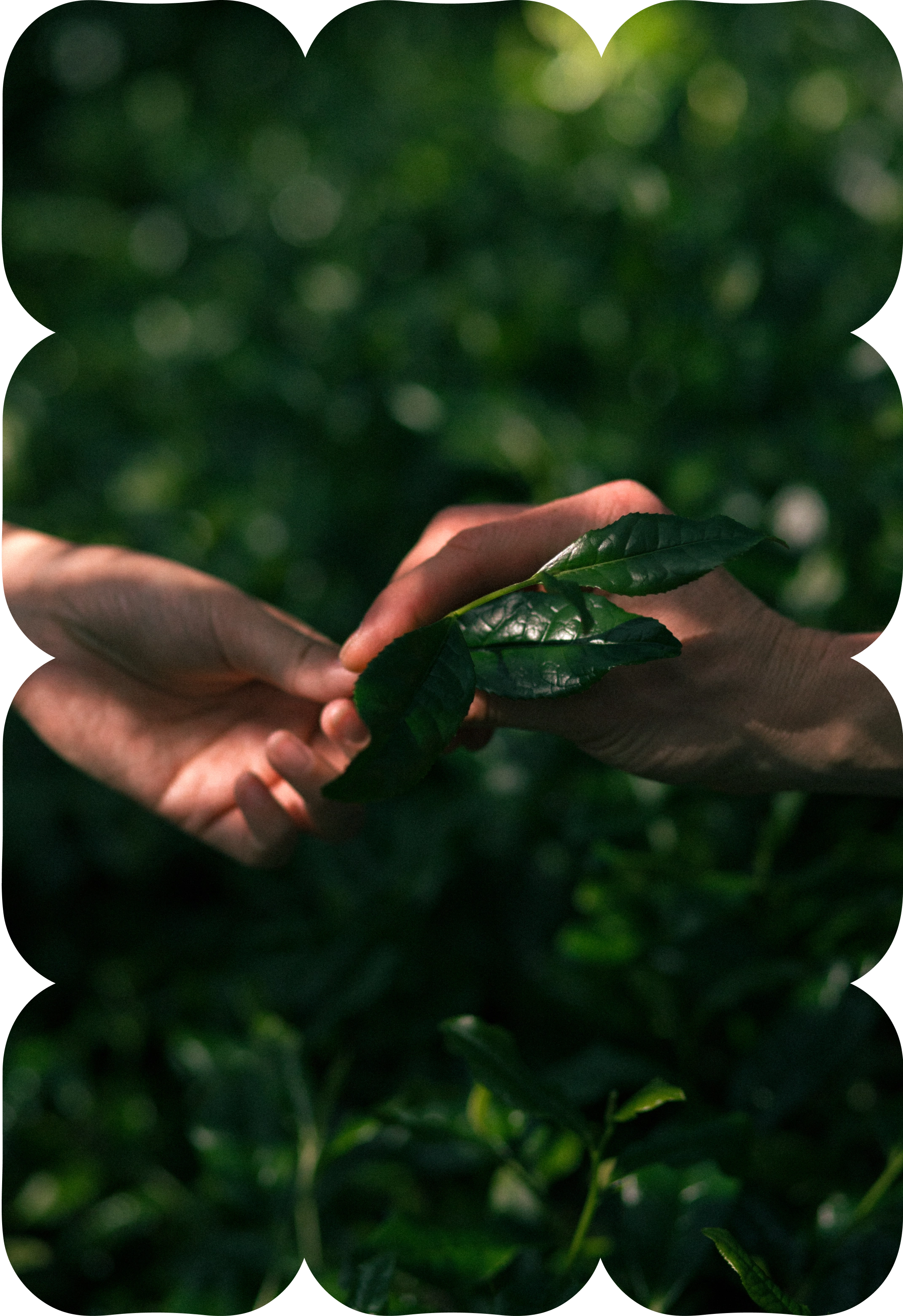 Hands gently holding fresh green tea leaves in a tea garden.
