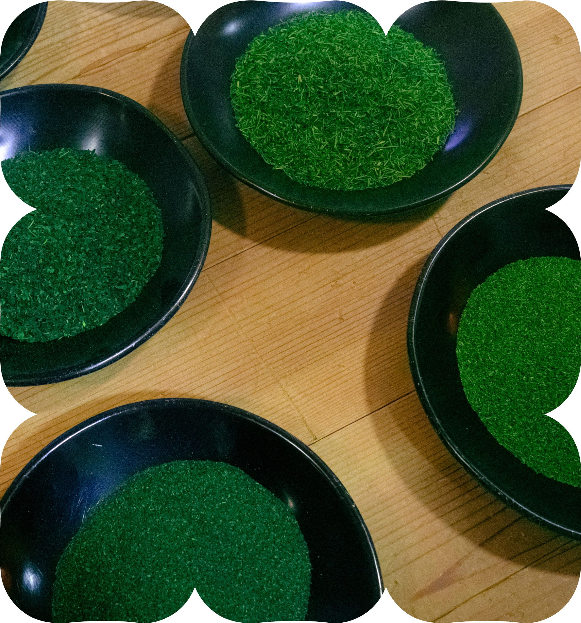 Four black bowls filled with different grades of green matcha powder arranged on a wooden table