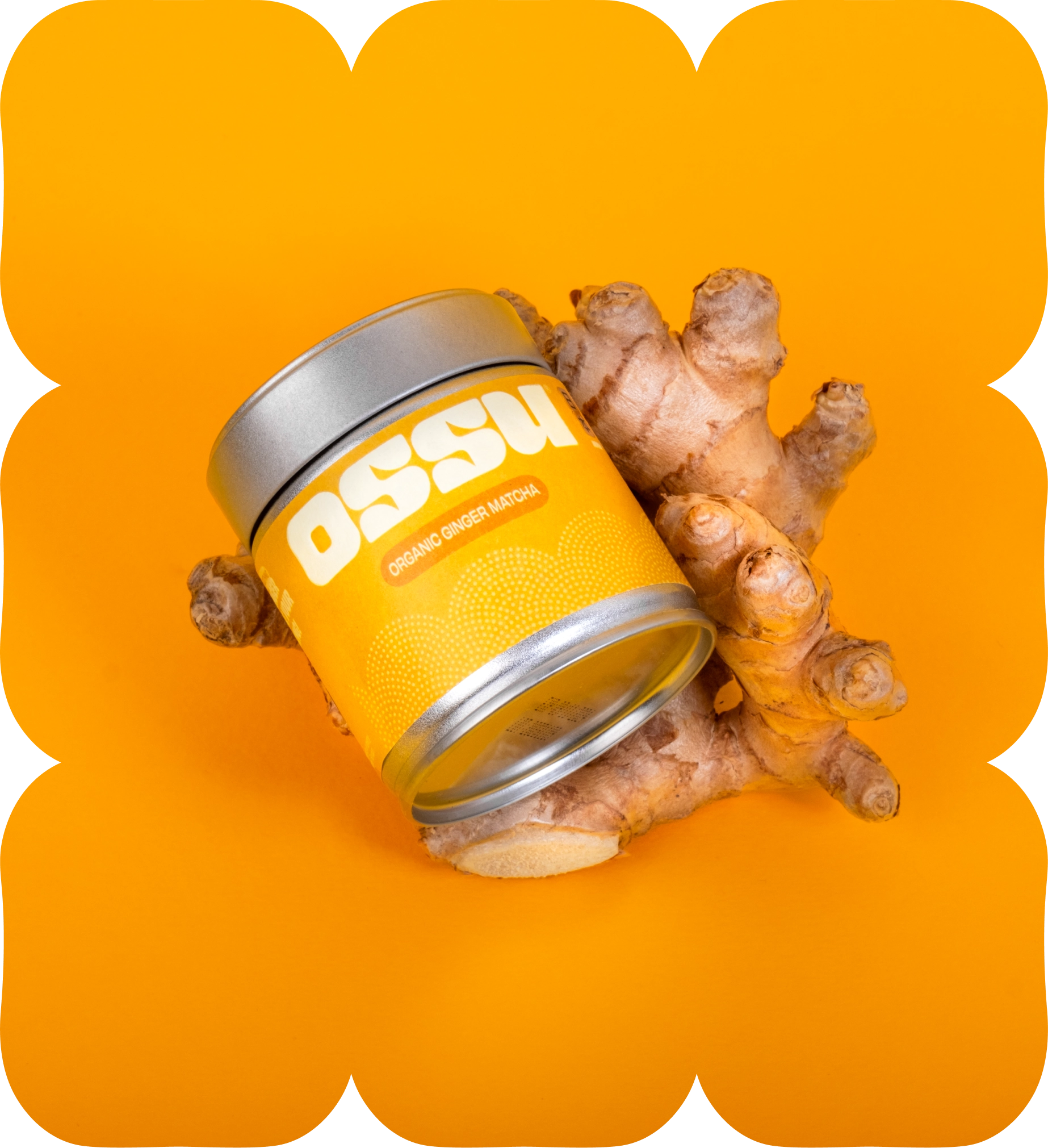 OSSU organic ginger matcha tin resting on fresh ginger root against an orange background