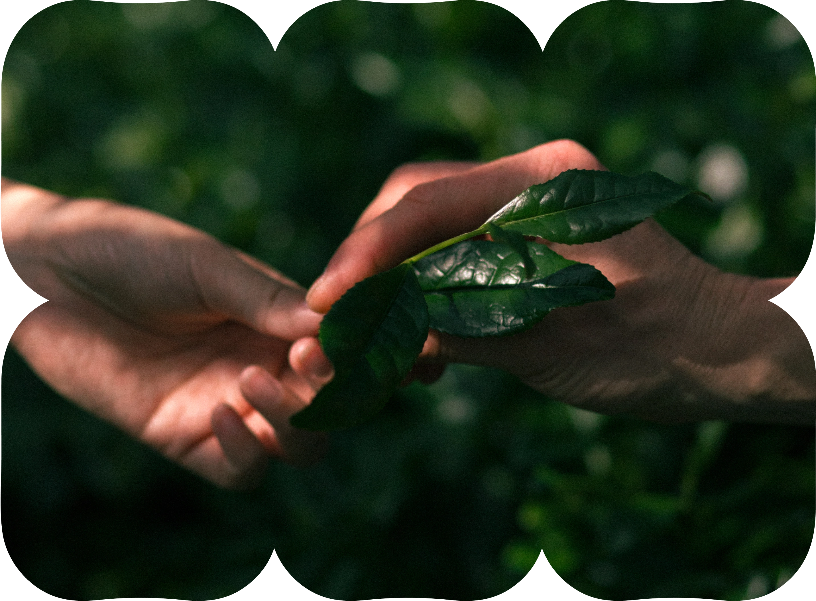 Hands gently holding fresh green tea leaves in a tea garden.