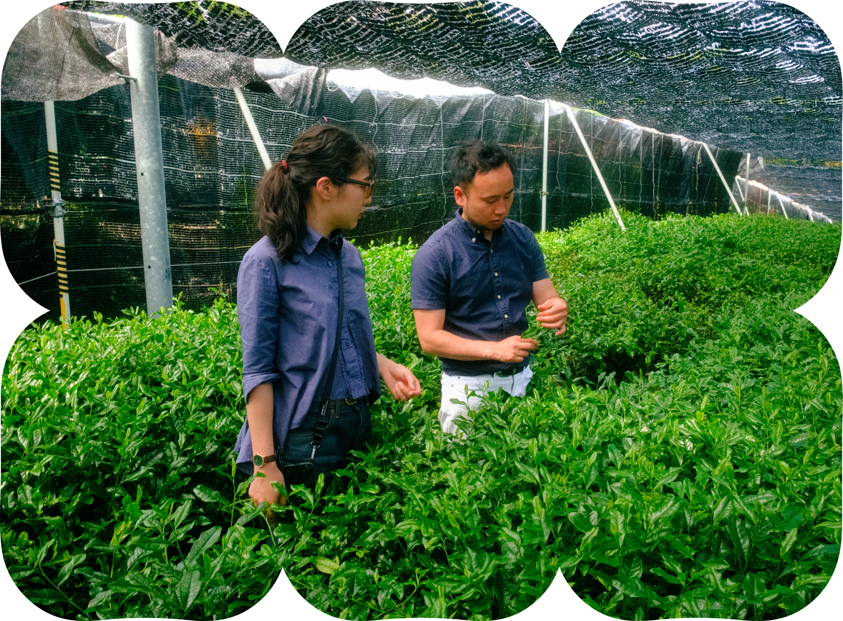 Two people examining fresh tea leaves in a shaded tea field greenhouse