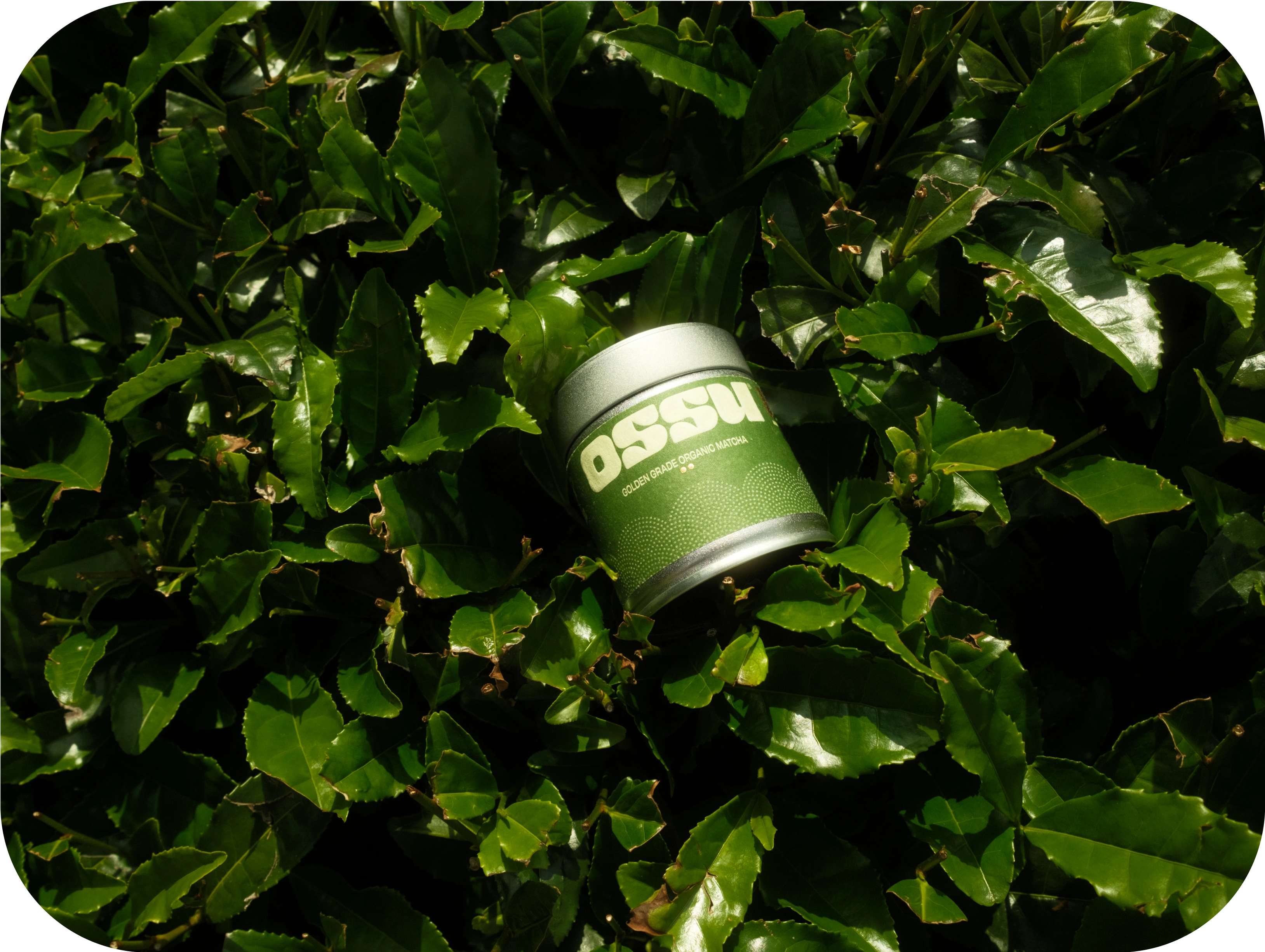 OSSU golden grade matcha tin resting among fresh green tea leaves