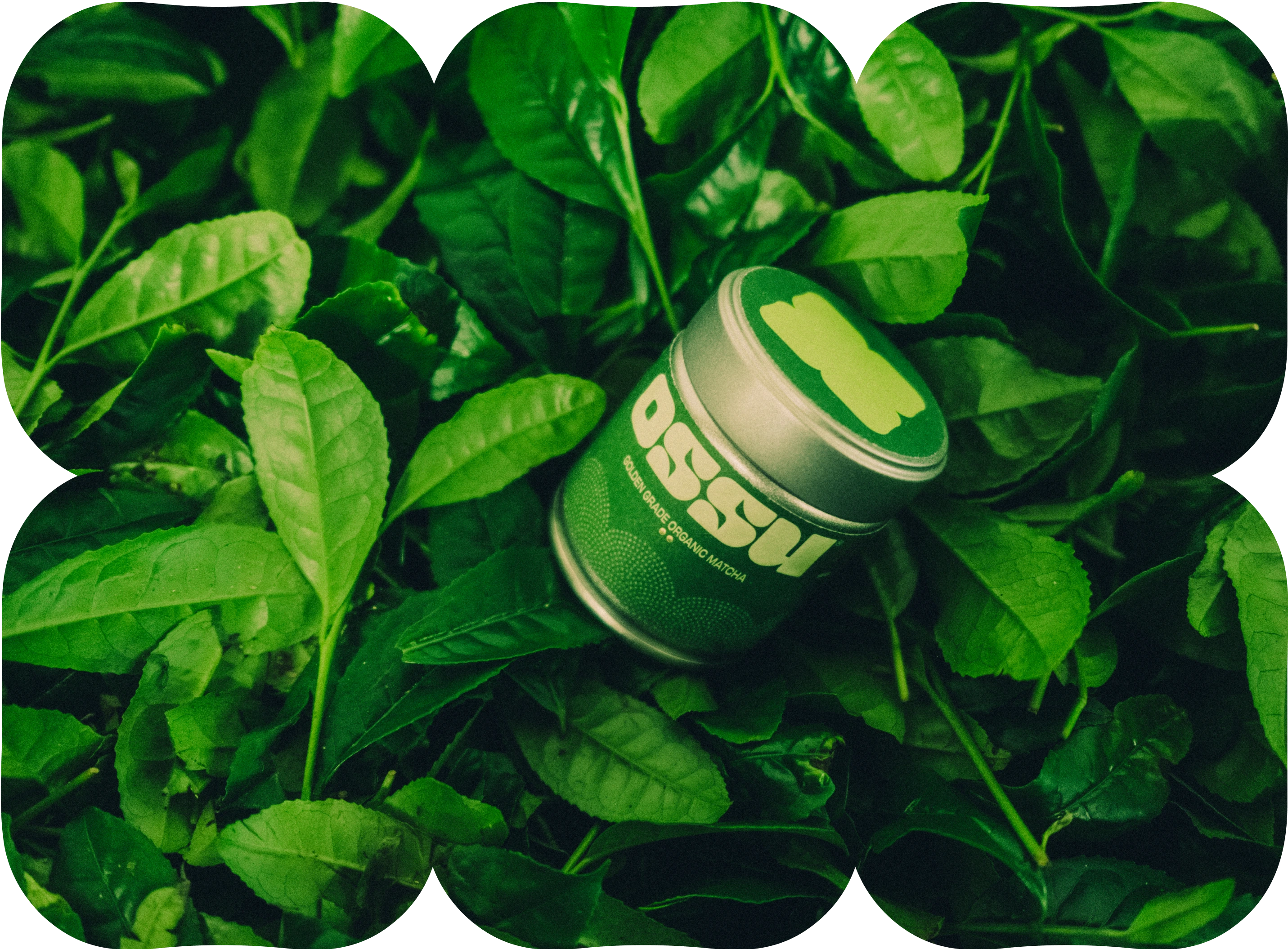 OSSU matcha tin resting on fresh green tea leaves