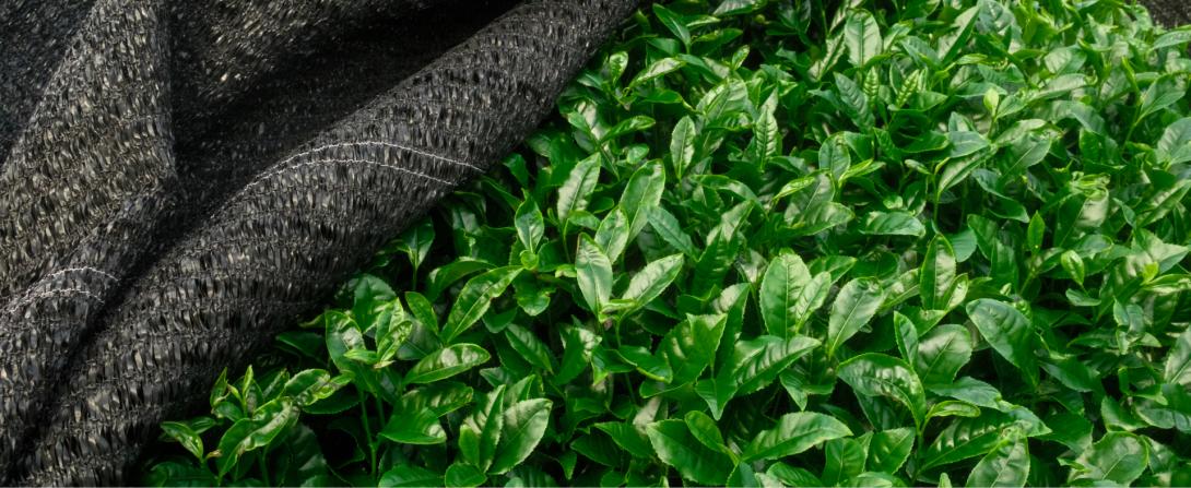 Close-up of fresh green tea leaves growing beneath a protective shade net in a tea field